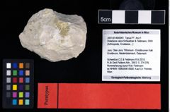 NHMW-GEO-2007z0149-0061_Ol_02.tifDistefania calva (Schweitzer & Feldmann, 2009)  (NHMW-GEO-2007z0149-0061)